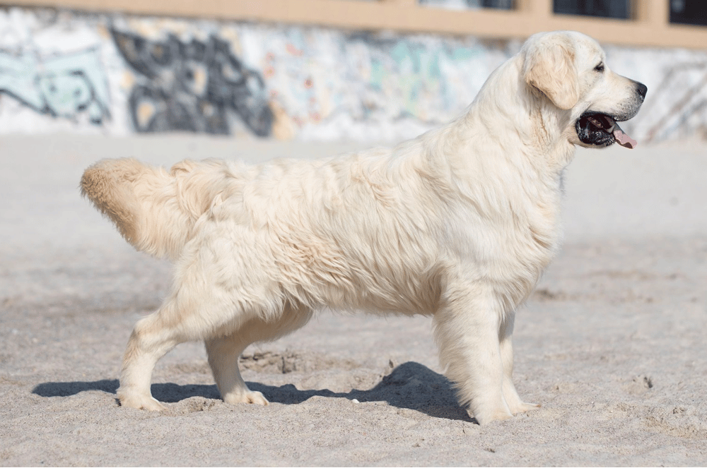 English Golden Retriever 