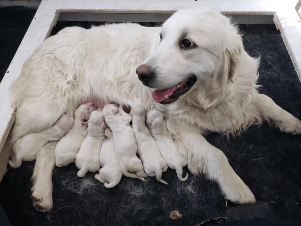 English Cream Golden Retrievers in Indiana