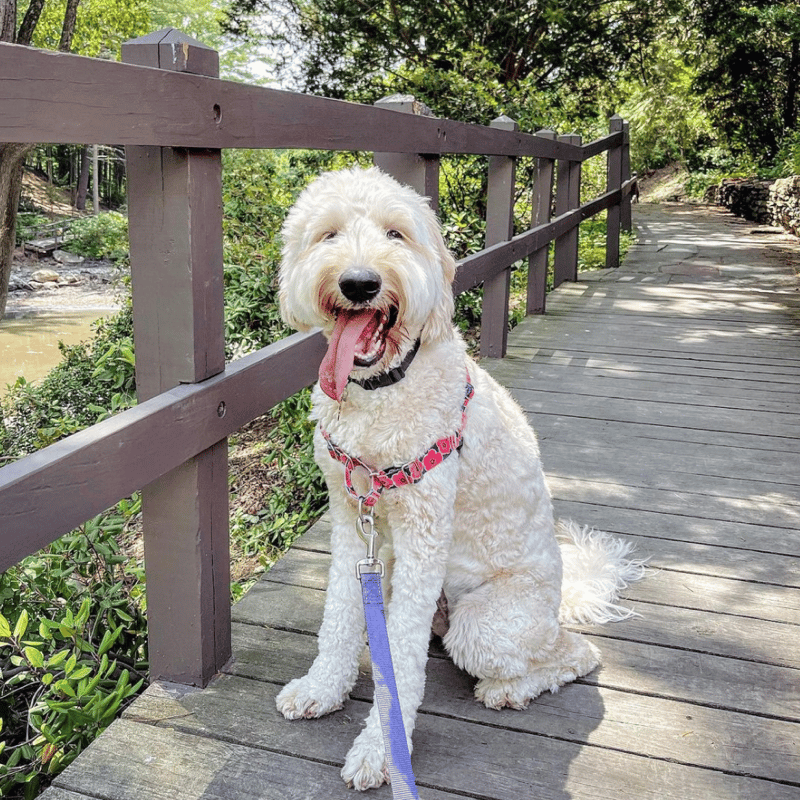 F1 Goldendoodle