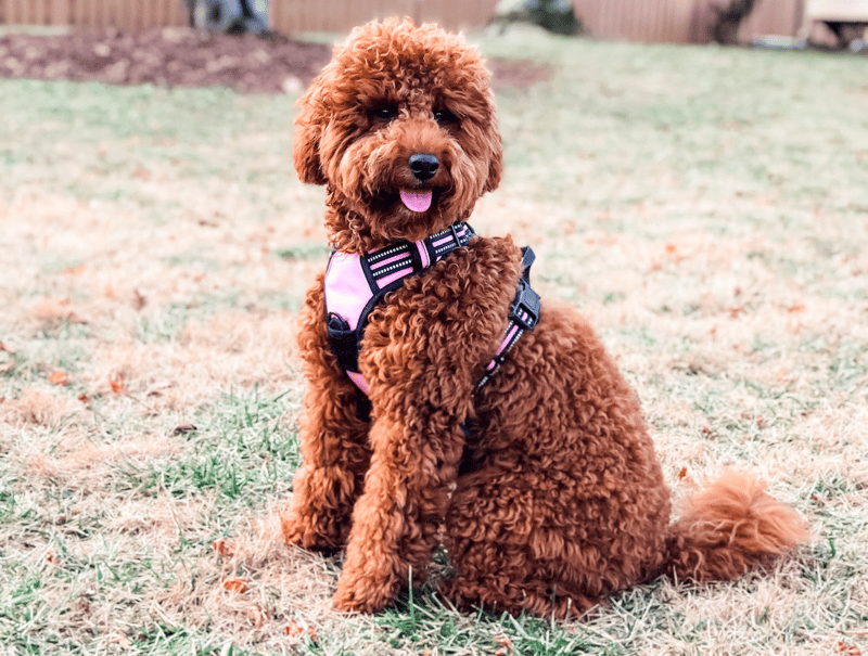 what is a poodle goldendoodle mix