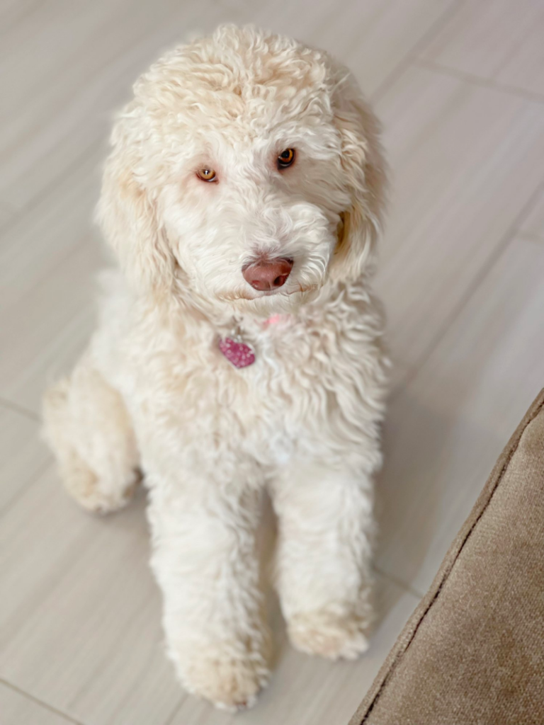 F3 Goldendoodle