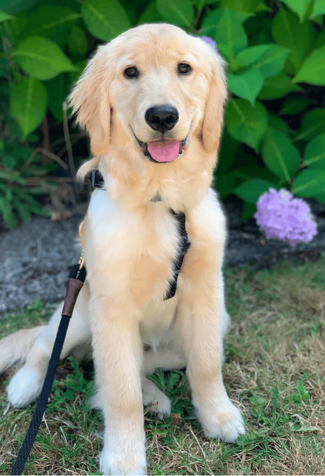 Five-Month-Old Golden Retriever