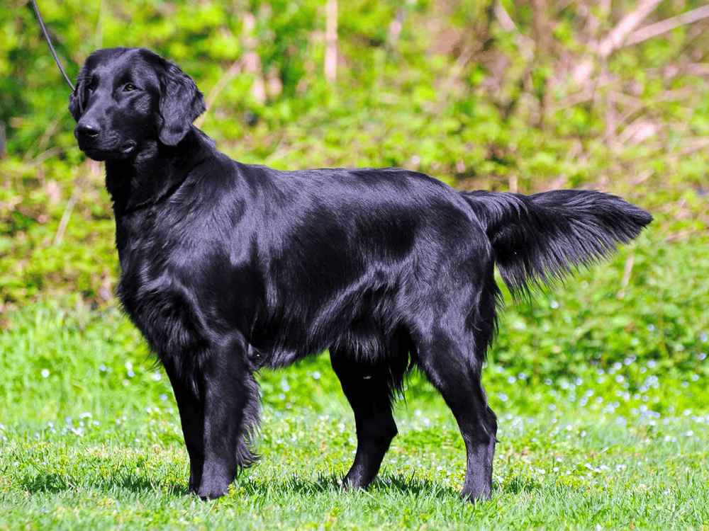 Flat-Coated Retriever