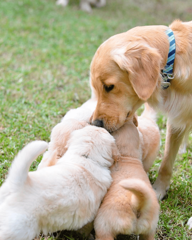 Gambel’s Goldens Louisiana