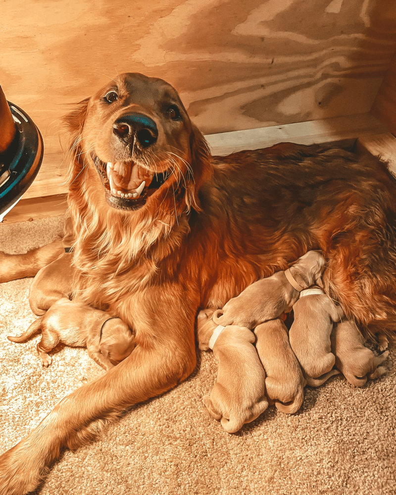 Golden Retriever Puppies in Indiana