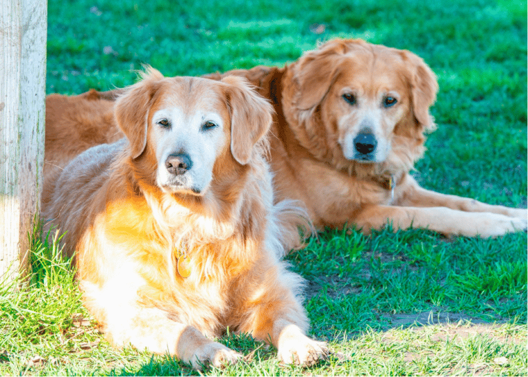 Golden Retriever Rescues In California