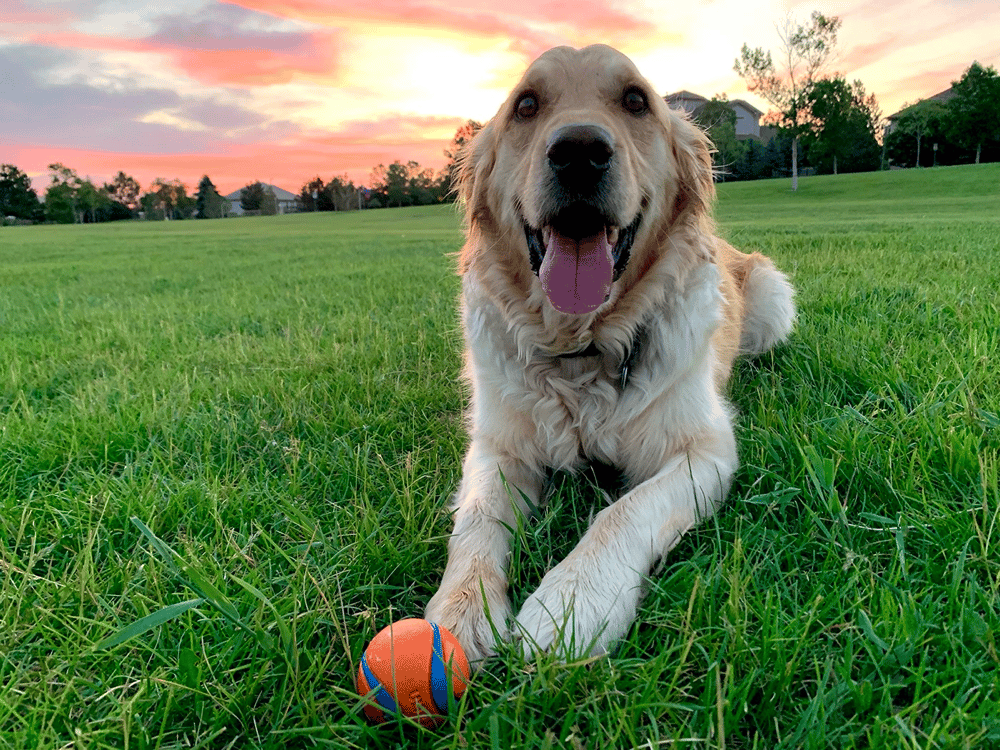 golden retriever freedom rescue colorado