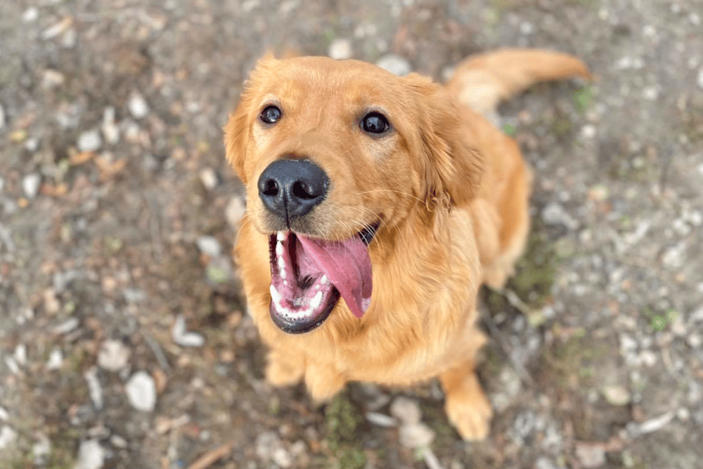 Golden Retriever Rescues In Michigan