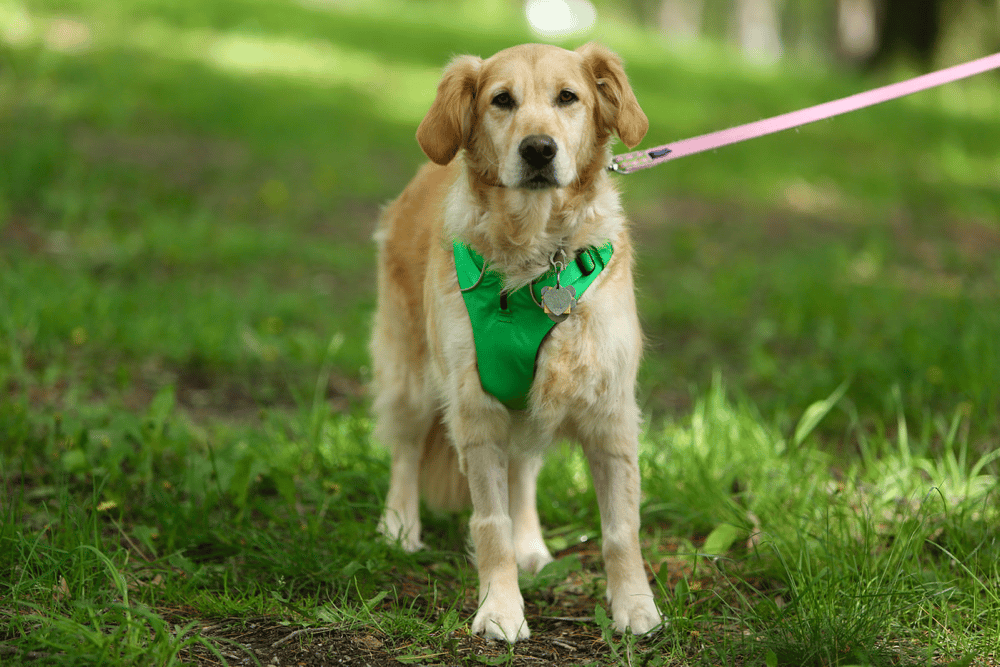 Golden Retriever Rescues In New Jersey