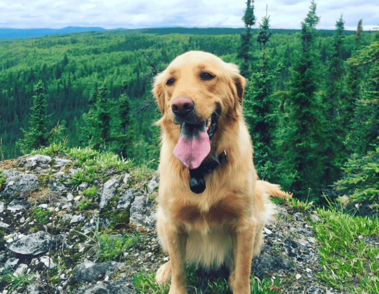 Top 5 Golden Retriever Rescues In New York