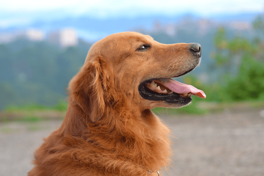 Golden Retriever Rescues In Ohio