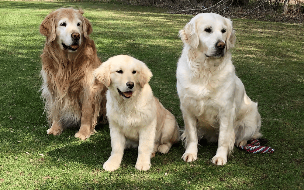 Golden Retriever Rescues In Pennsylvania