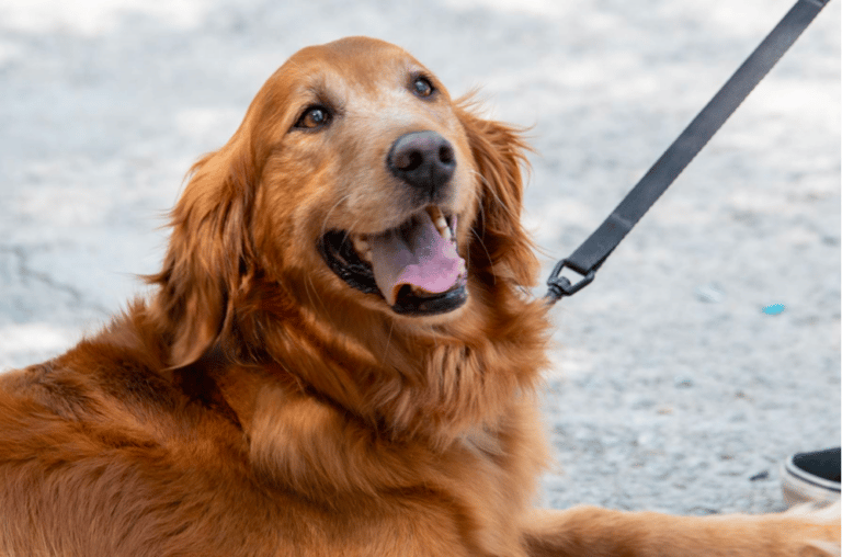 Golden Retriever Rescues In South Carolina