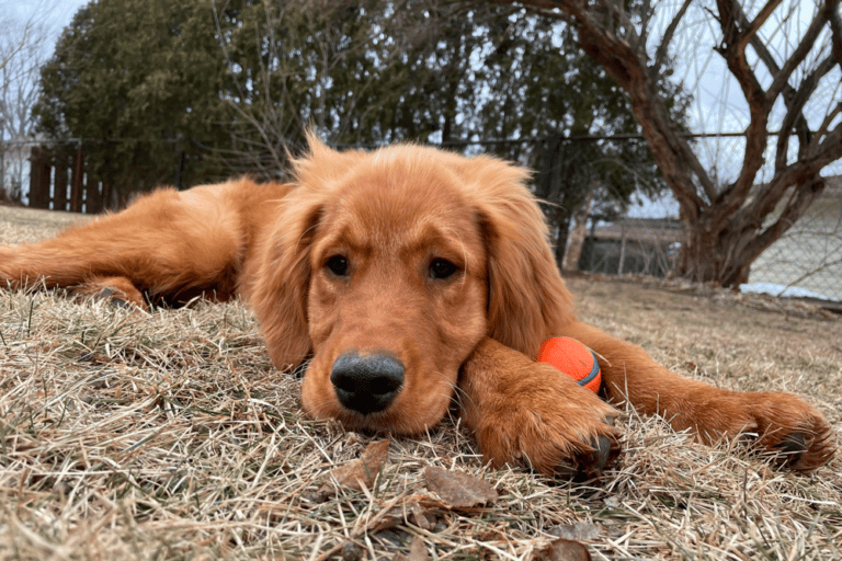 Golden Retriever Rescues In Wisconsin