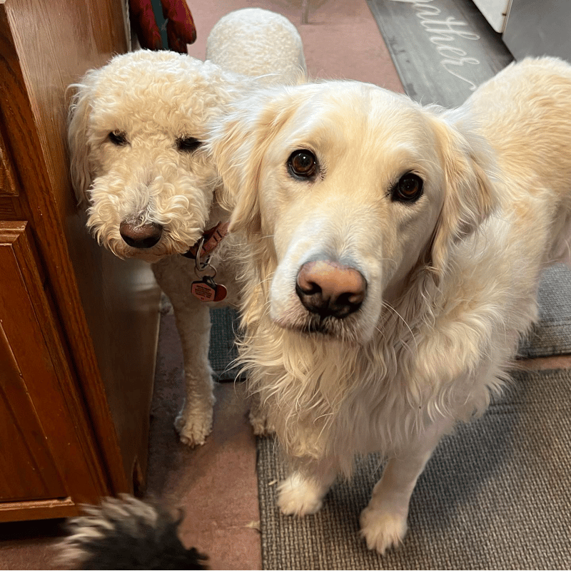 Golden Retriever and Poodle