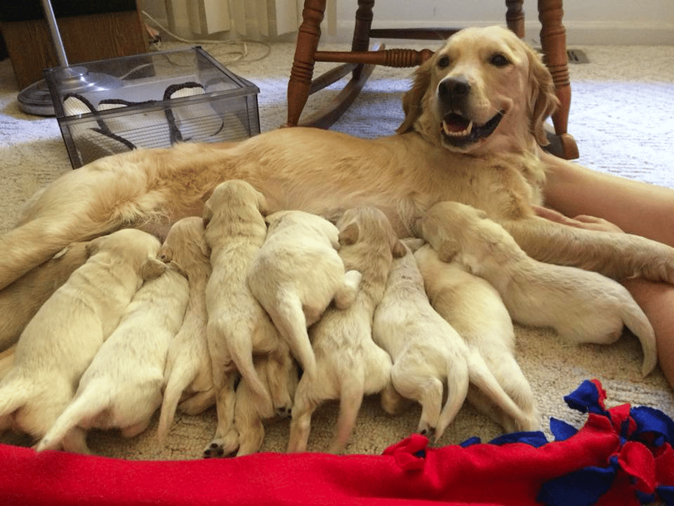 GoldenQuest Comfort Mini Retrievers