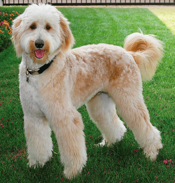 Goldendoodle Appearance