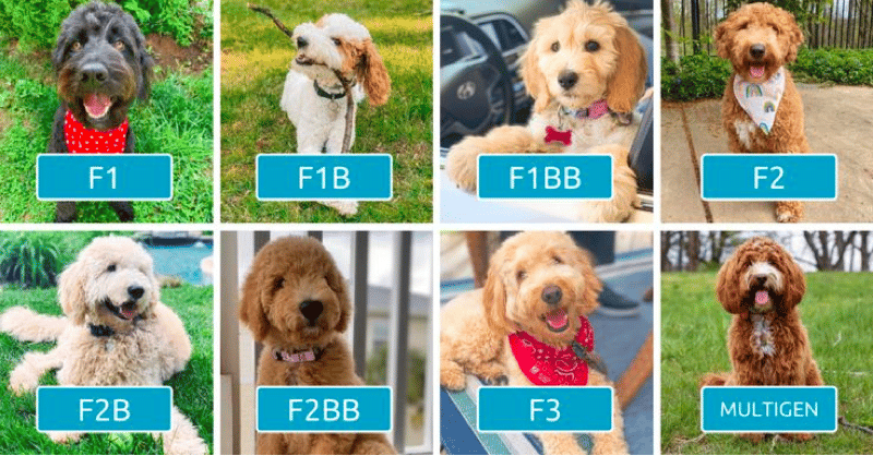 Goldendoodle Generations Explained