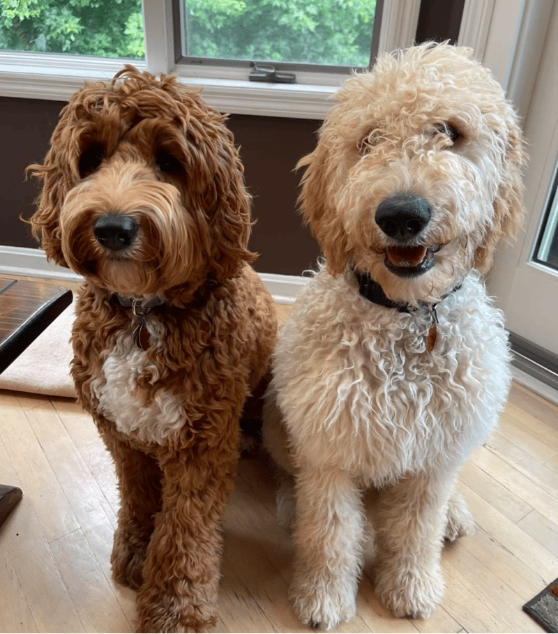 Goldendoodle Personality