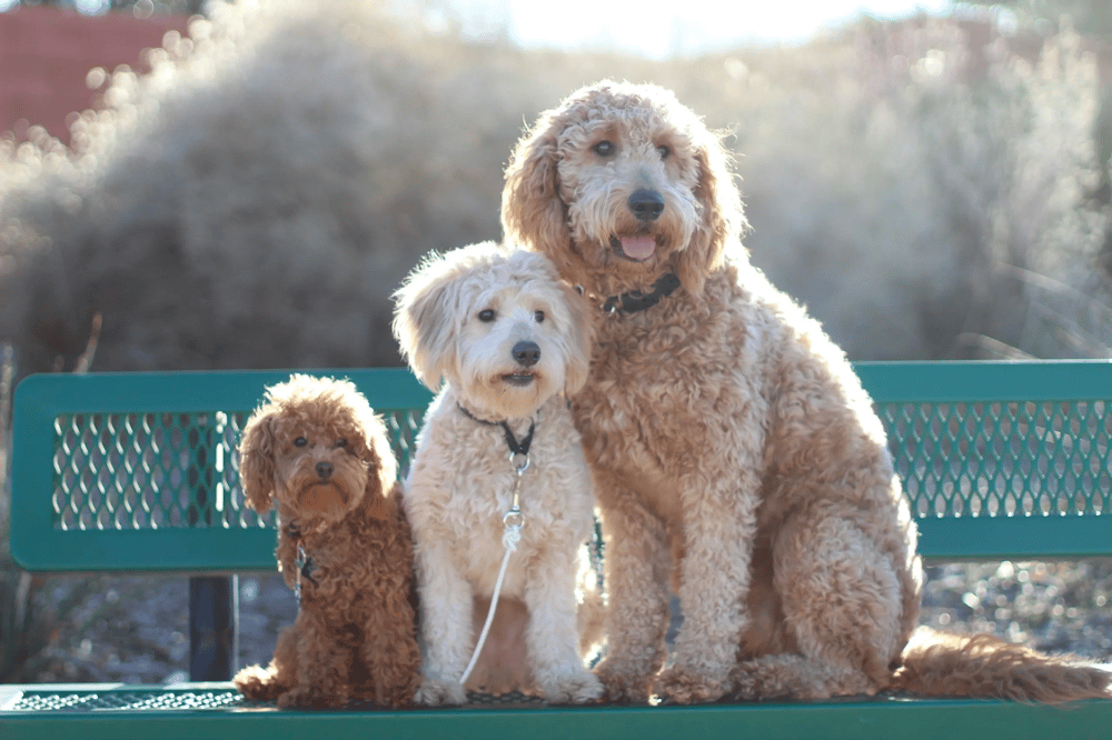 How Big Do F1bb Mini Goldendoodles Get - Marti Shaylah