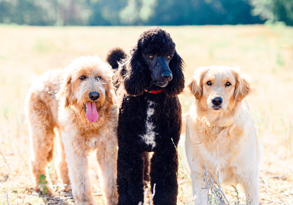 Goldendoodle