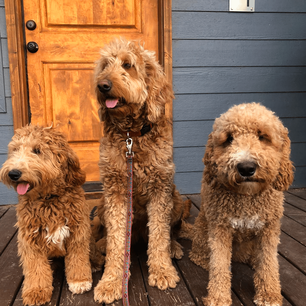 Goldendoodles