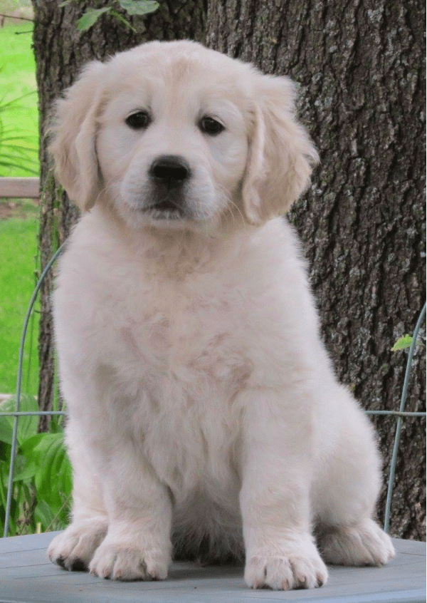 Goldfeather Golden Retriever