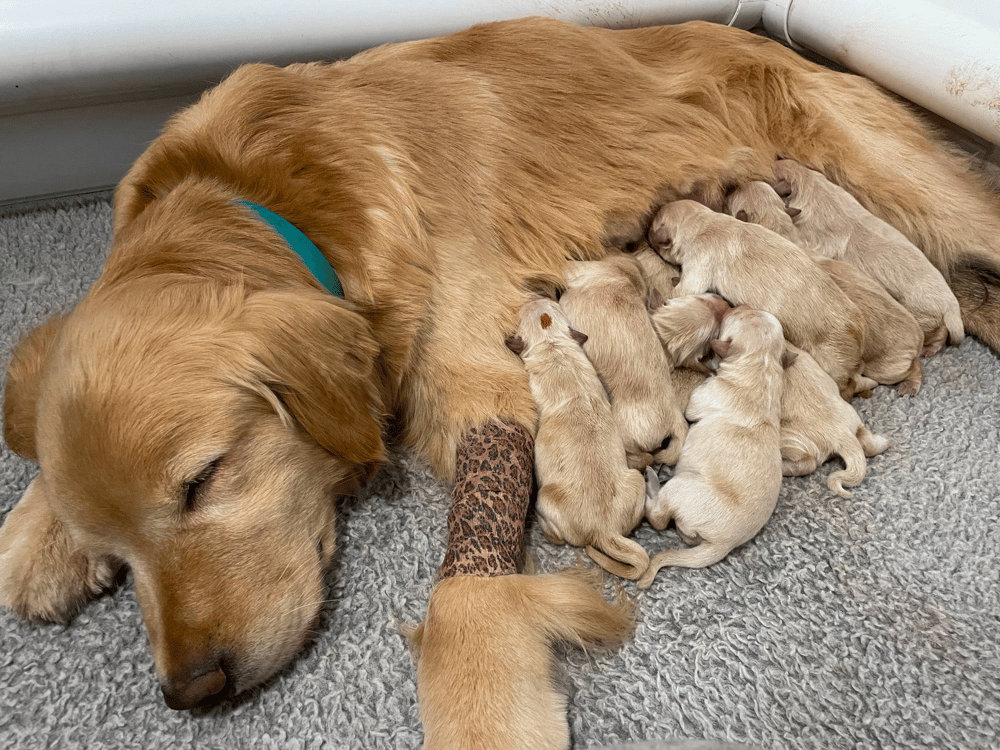 Golden Retrievers Puppies in Minnesota