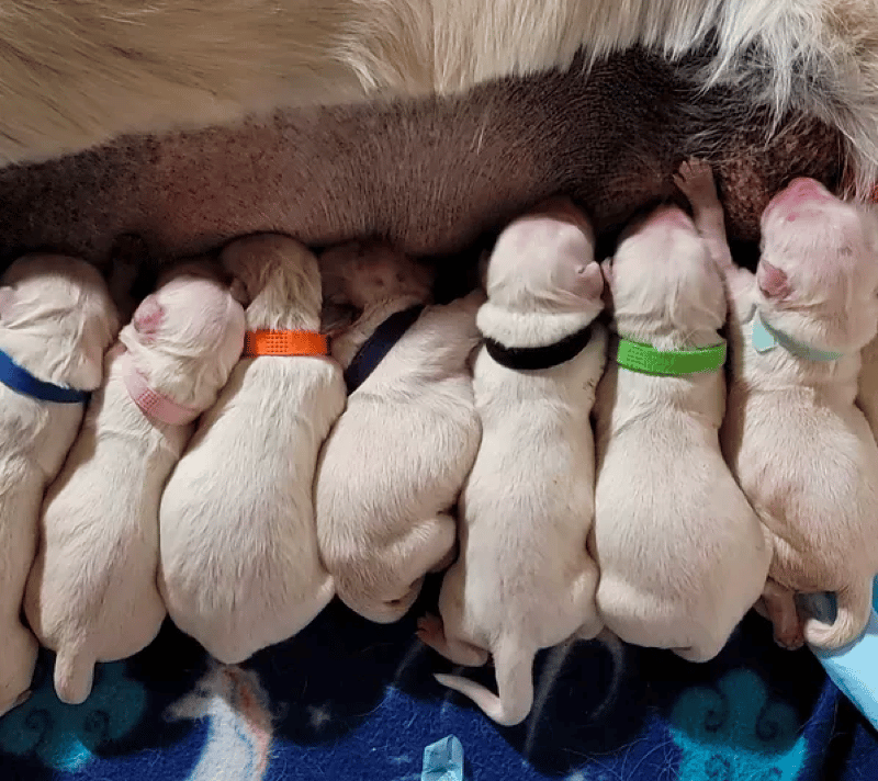 Heartlands English Cream Golden Retrievers