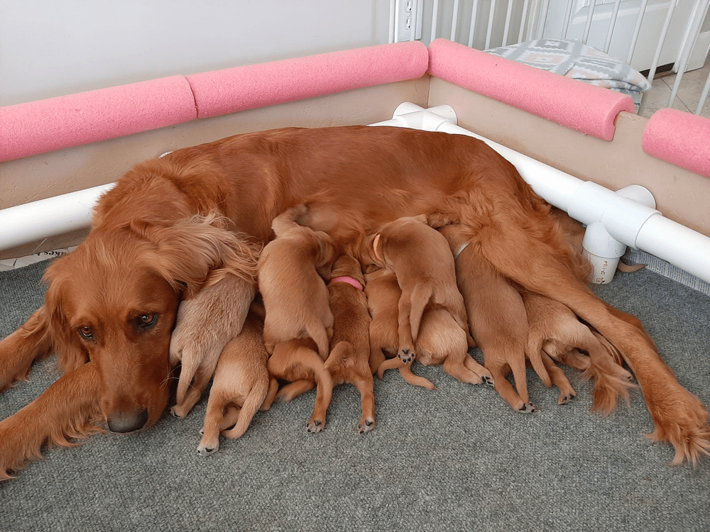 Heavenly Sunsets Golden Retrievers