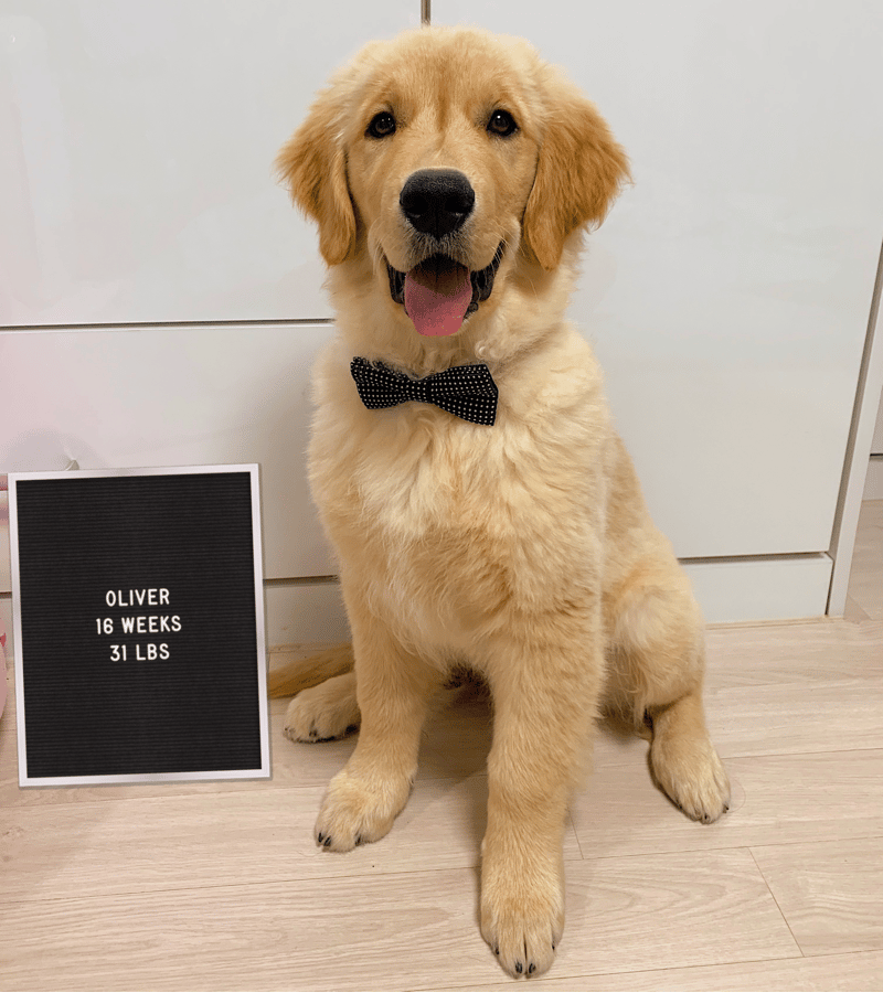 how much should a three month old golden retriever eat