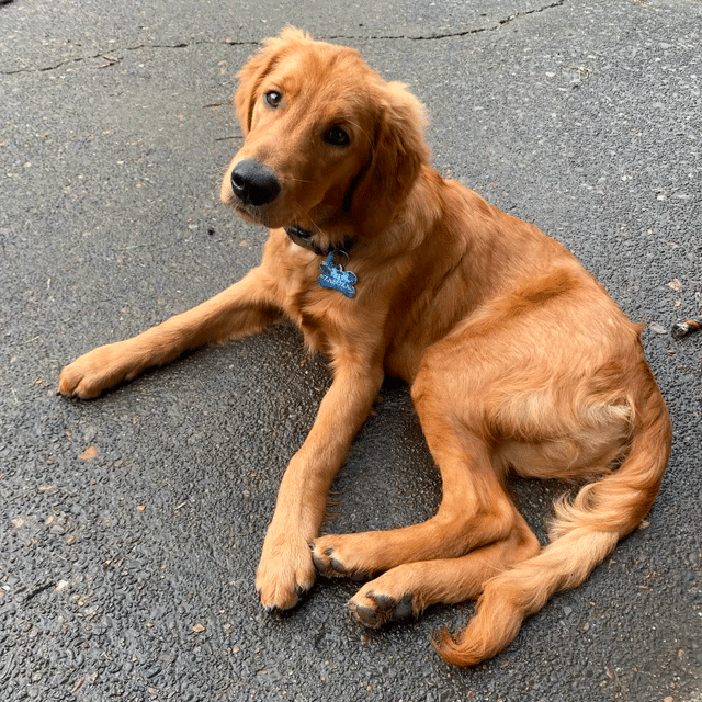 how much should a three month old golden retriever eat