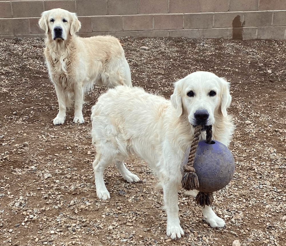 How Much Exercise English Cream Golden Retrievers Need