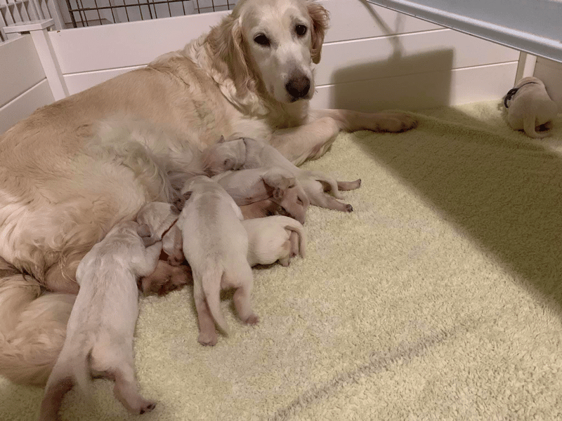 Hufflepup Golden Retriever Puppies in Alaska