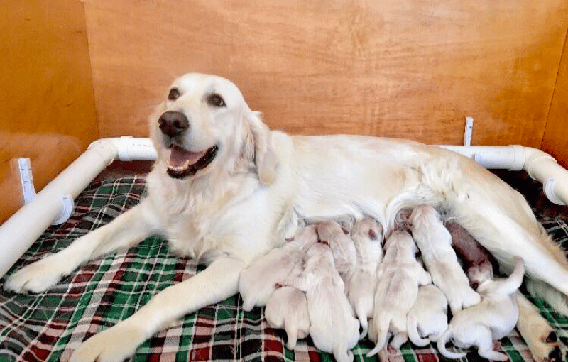 INGOLD English Golden Retrievers