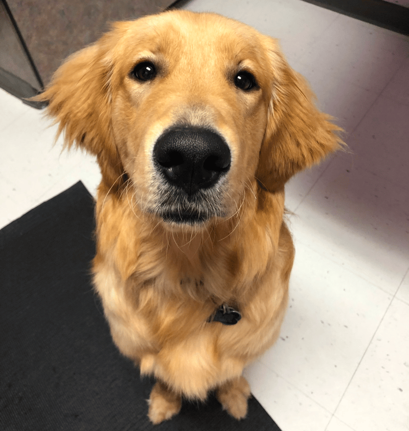 what does an 8-month-old golden retriever look like