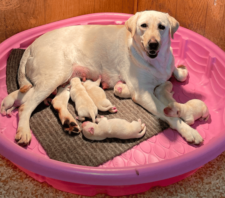 Top 12 Best Labrador Retriever Breeders in California (CA)