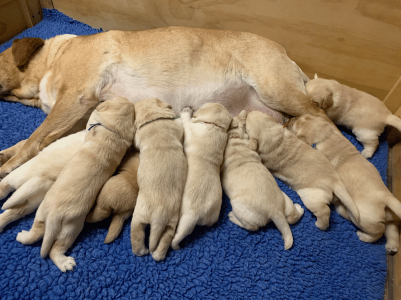Top 19 Best Labrador Retriever Breeders in Ohio (OH)
