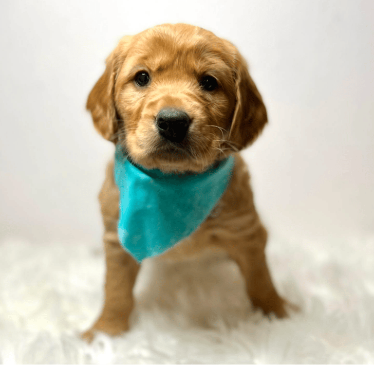 Top 7 Best Miniature Golden Retriever Breeders in the USA