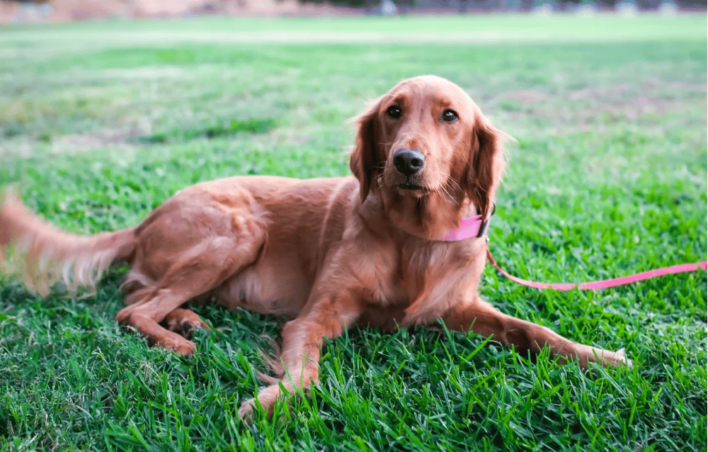 Mini Golden Small Paws