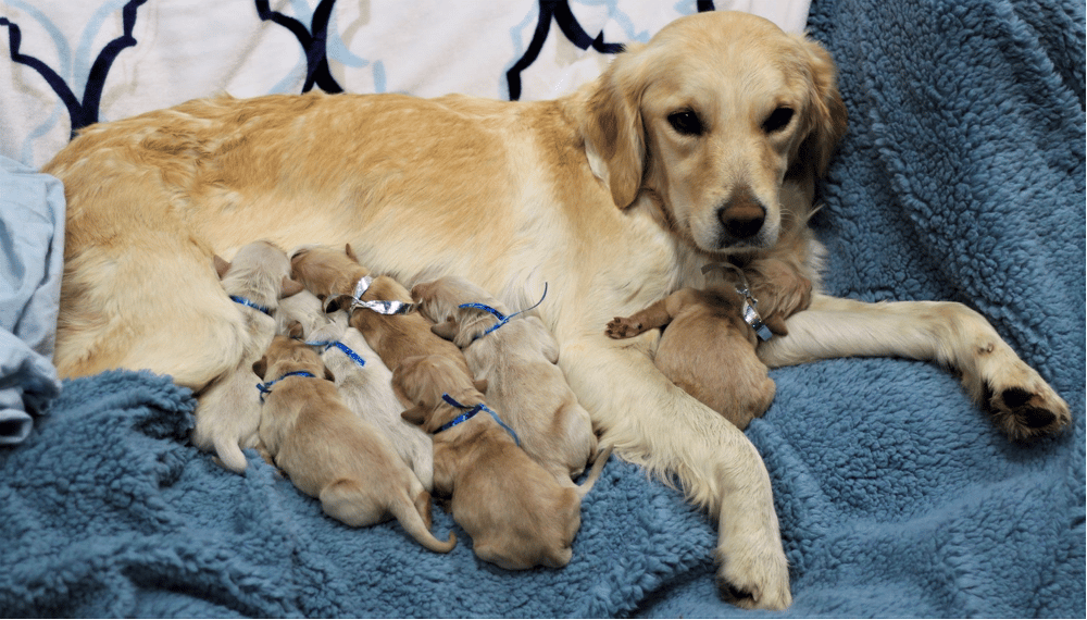 Miniature Golden Retriever in Montana