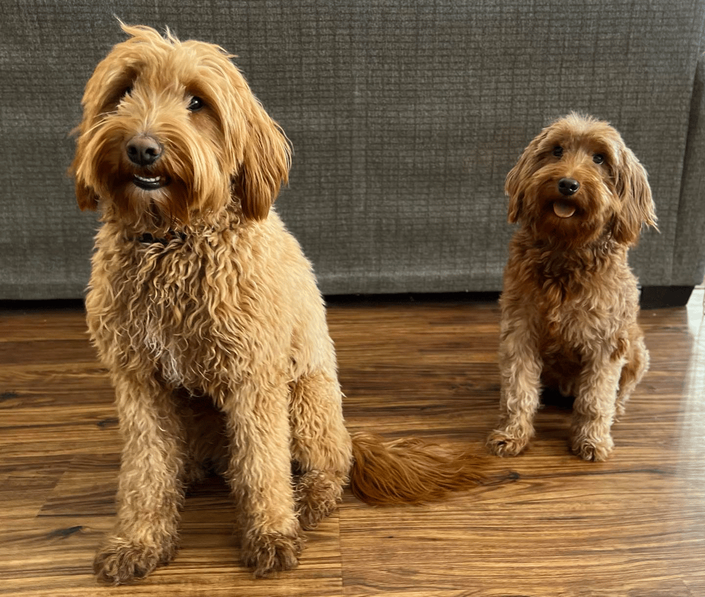 Miniature Goldendoodles