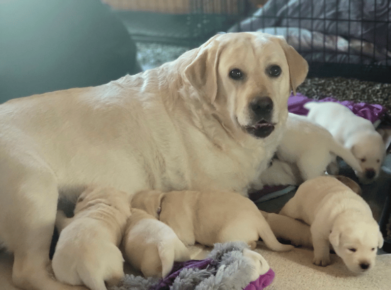 Top 11 Best Labrador Retriever Breeders in Michigan (MI)