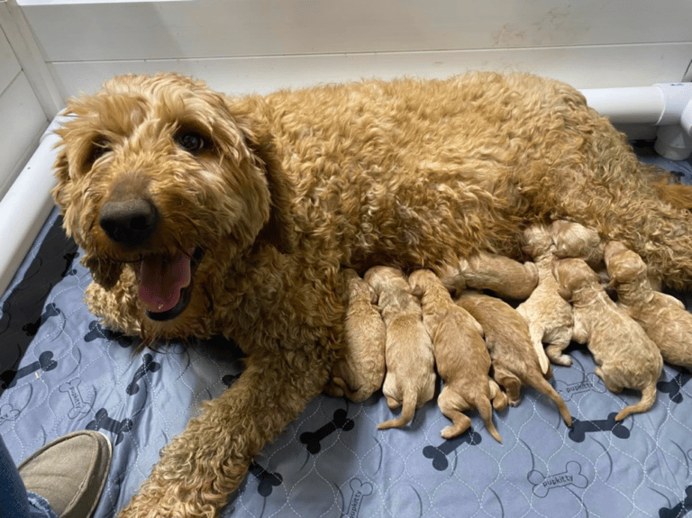 Top 18 Best Goldendoodle Breeders in Ohio (OH)