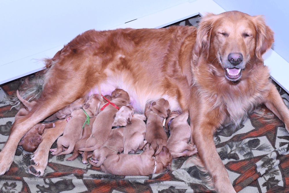 Golden Retriever Breeder in Minnesota