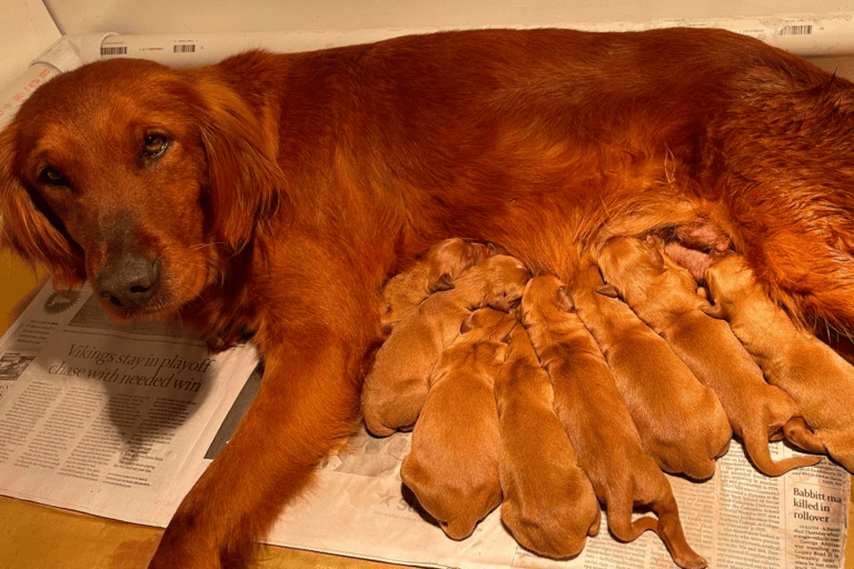 golden retriever minnesota breeders farm