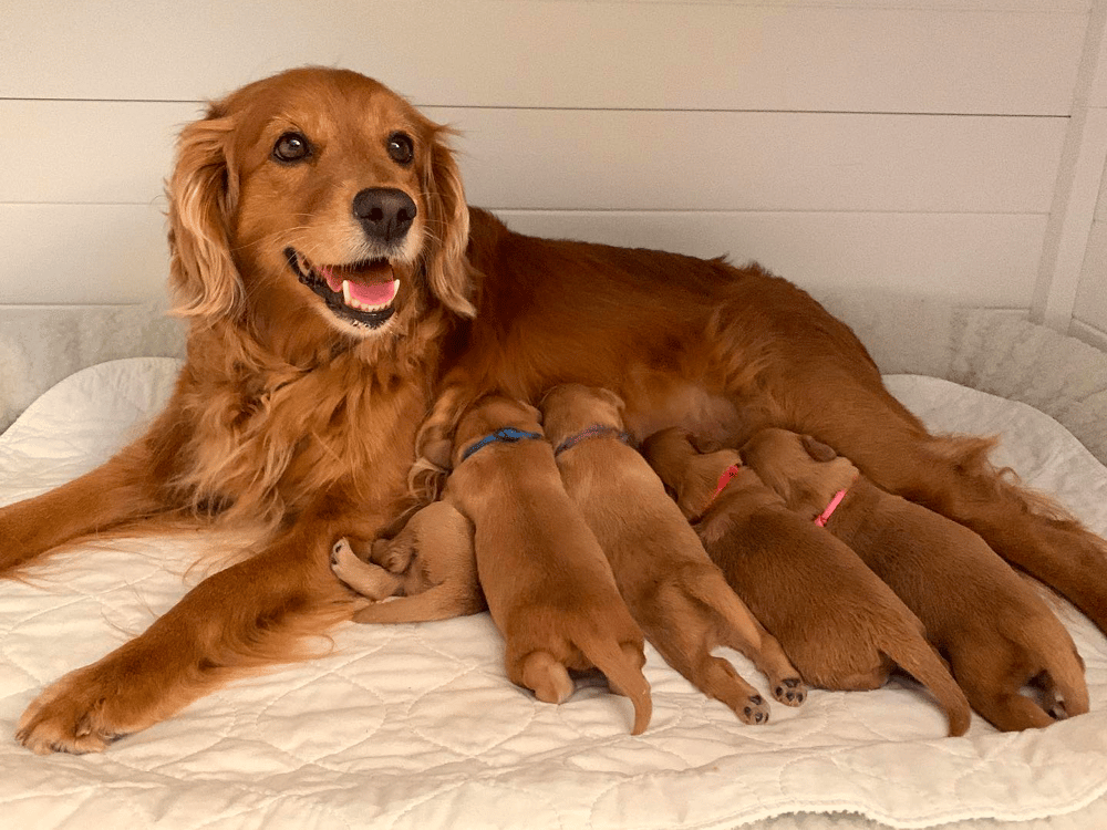 Pacific Northwest Miniature Goldens