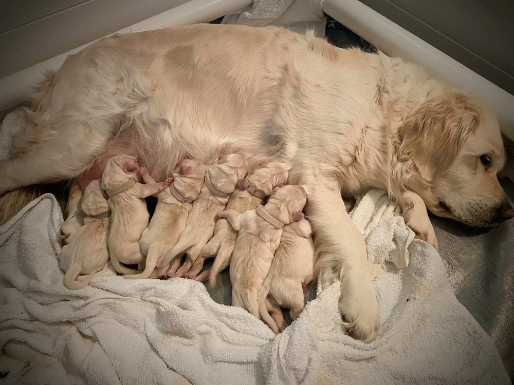 Polar Paws English Cream Golden Retrievers in Arizona