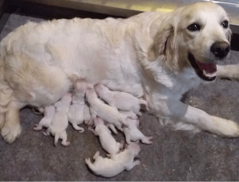 Pristine English Cream Golden Retrievers