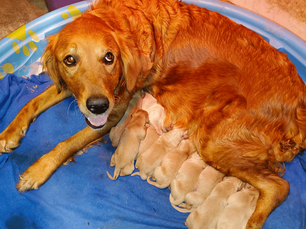 Golden Retrievers For sale in Minnesota